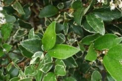 Texaanse Liguster/Liguster (Ligustrum Texanum 'Silver Star') -Planten Verkoopwinkel 20130125154645 4