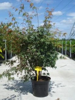 Japanse Esdoorn (Acer Palmatum) -Planten Verkoopwinkel 20130214095740 11 1