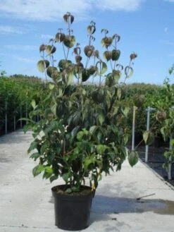 Kornoelje (Cornus Kousa 'China Girl') -Planten Verkoopwinkel 20130214104328 8