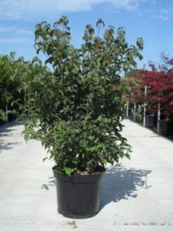 Japanse Kornoelje (Cornus Kousa) -Planten Verkoopwinkel 20130214105009 24 12 12