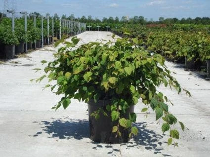 Schijnhazelaar (Corylopsis Pauciflora) 3 Schijnhazelaar (Corylopsis Pauciflora)