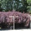 Pruikenboom Als Struik (Cotinus Coggygria 'Royal Purple') -Planten Verkoopwinkel 20130214111430 15