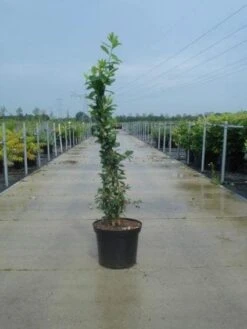 Exochorda (Exochorda Macrantha 'The Bride') -Planten Verkoopwinkel 20130214113236 12 6 6