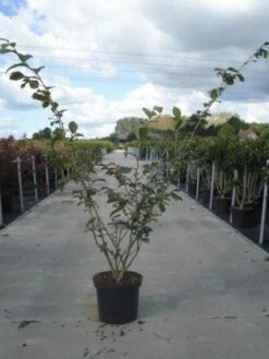 Toverhazelaar (Hamamelis Intermedia 'Jelena') -Planten Verkoopwinkel 20130214114339 14 7 7
