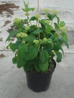 Hortensia (Hydrangea 'Strong Annabelle') -Planten Verkoopwinkel 20130214115328 1