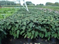 Fluweelhortensia (Hydrangea Aspera 'Macrophylla') -Planten Verkoopwinkel 20130214115506 6