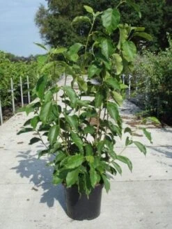 Beverboom (Magnolia Soulangeana) -Planten Verkoopwinkel 20130214140530 10