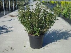 Dwerg Sering (Syringa Meyeri 'Palibin') -Planten Verkoopwinkel 20130214162629 6