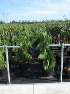 Cypres (Chamaecyparis Nootkatensis 'Pendula') -Planten Verkoopwinkel 20130215102146 4