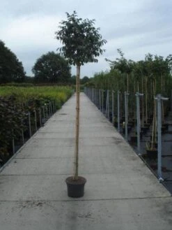 Pluim Es (Fraxinus Ornus 'Meczek') -Planten Verkoopwinkel 20130215114801 10