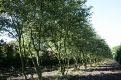 Krentenboom Als Struik (Amelanchier Lamarckii) -Planten Verkoopwinkel 20130315104532 13