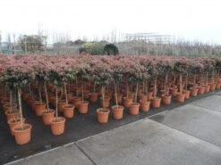 Sneeuwbal Op Stam (Viburnum Tinus 'Eve Price') -Planten Verkoopwinkel 20130316135155 4 1