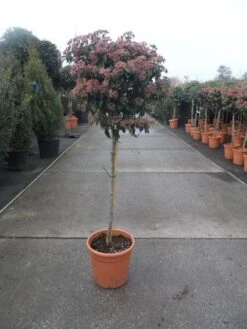 Sneeuwbal Op Stam (Viburnum Tinus 'Eve Price') -Planten Verkoopwinkel 20130316135206 4 1