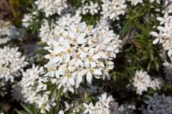 Choisya (Choisya Ternata 'White Dazzler') -Planten Verkoopwinkel 20131023135655 1