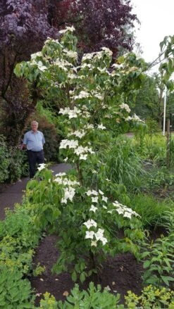 Kornoelje (Cornus Kousa 'China Girl') -Planten Verkoopwinkel 20160612 162702 resized