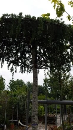 Ceder Als Dakboom (Cedrus Deodara 'Pendula') -Planten Verkoopwinkel 20190712 120955