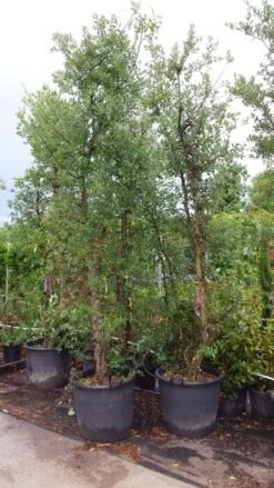 Kurkeik Meerstammig (Quercus Suber) -Planten Verkoopwinkel 20190712 151928