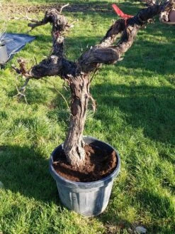 Druif, Op Stam (Vitis Vinifera) 41 Druif, Op Stam (Vitis Vinifera) -Planten Verkoopwinkel 20220217 111202