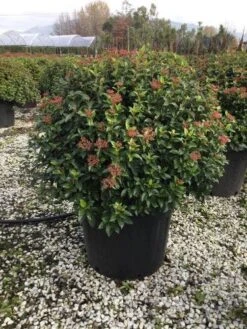 Sneeuwbal Als Bolvorm (Viburnum Tinus 'Eve Price') -Planten Verkoopwinkel 6070