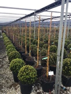 Japanse Esdoorn (Acer Palmatum 'Viridis') 12 Japanse Esdoorn (Acer Palmatum 'Viridis') -Planten Verkoopwinkel 7 2