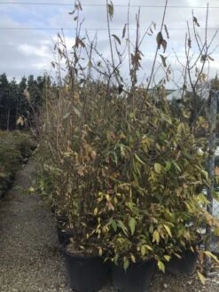 Winterzoet (Chimonanthus Praecox) -Planten Verkoopwinkel 9