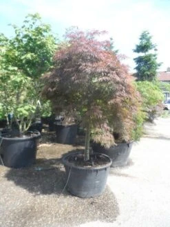 Japanse Esdoorn (Acer Palmatum 'Garnet') -Planten Verkoopwinkel acer garnet 120 130stam extra