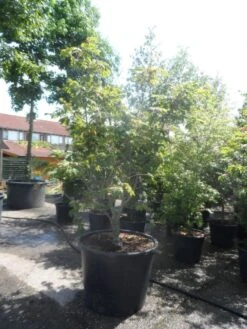 Japanse Esdoorn (Acer Japonicum 'Aconitifolium') -Planten Verkoopwinkel acer japonicum aconitifolium 175 200 c350 1