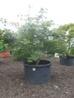 Japanse Esdoorn (Acer Japonicum 'Aconitifolium') -Planten Verkoopwinkel acer japonicum aconitifolium 250 300 c1500 1