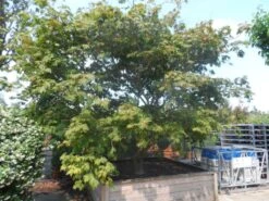 Japanse Esdoorn (Acer Japonicum 'Aconitifolium') -Planten Verkoopwinkel acer japonicum aconitifolium solitair 1