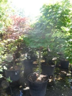 Japanse Esdoorn (Acer Japonicum 'Vitifolium') -Planten Verkoopwinkel acer japonicum vitifolium halfstam c130 1