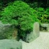 Japanse Esdoorn (Acer Palmatum 'Dissectum') -Planten Verkoopwinkel acer p. dissectum 3