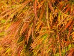 Japanse Esdoorn (Acer Palmatum 'Dissectum') -Planten Verkoopwinkel acer p. dissectum achtergrond 2