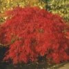 Japanse Esdoorn (Acer Palmatum 'Inabe-shidare')