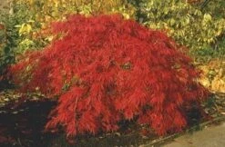 Japanse Esdoorn (Acer Palmatum 'Inabe-shidare')