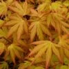 Japanse Esdoorn (Acer Palmatum 'Orange Dream') -Planten Verkoopwinkel acer p. orange dream