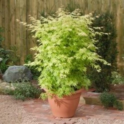 Japanse Esdoorn (Acer Palmatum 'Orange Dream') -Planten Verkoopwinkel acer p. orange dream1
