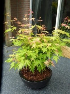 Japanse Esdoorn (Acer Palmatum 'Orange Dream') -Planten Verkoopwinkel acer p. orange dream 2