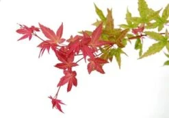 Japanse Esdoorn (Acer Palmatum 'Beni-maiko') -Planten Verkoopwinkel acer palm. beni maiko zoom