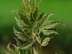 Japanse Esdoorn (Acer Palmatum 'Butterfly') -Planten Verkoopwinkel acer palm. butterfly 1