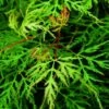 Japanse Esdoorn (Acer Palmatum 'Emerald Lace') -Planten Verkoopwinkel acer palm. emerald lace 1