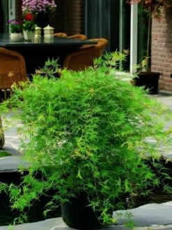 Japanse Esdoorn (Acer Palmatum 'Emerald Lace') -Planten Verkoopwinkel acer palm. emerald lace 2