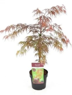 Japanse Esdoorn (Acer Palmatum 'Garnet') -Planten Verkoopwinkel acer palm. garnet c3