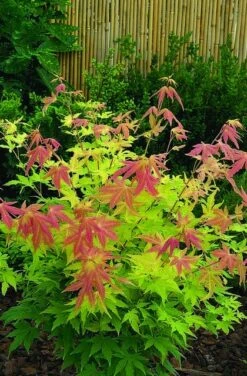 Japanse Esdoorn (Acer Palmatum 'Orange Dream') -Planten Verkoopwinkel acer palm. orange dream
