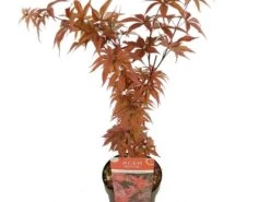 Planten Verkoopwinkel -Planten Verkoopwinkel acer palm. twombly s red sentinel c3 2