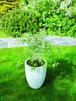 Japanse Esdoorn (Acer Palmatum 'Ukigumo') -Planten Verkoopwinkel acer palm. ukigumo 1