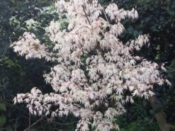 Japanse Esdoorn (Acer Palmatum 'Ukigumo') -Planten Verkoopwinkel acer palm. ukigumo 2 1