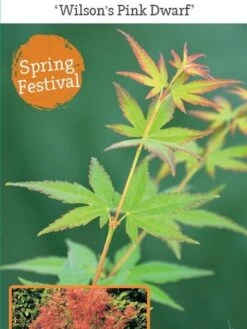 Japanse Esdoorn (Acer Palmatum 'Wilson's Pink Dwarf') -Planten Verkoopwinkel acer palm. wilson s pink dwarf c3 1