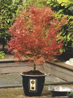 Japanse Esdoorn (Acer Palmatum 'Wilson's Pink Dwarf') -Planten Verkoopwinkel acer palm. wilson s pink dwarf c3 2