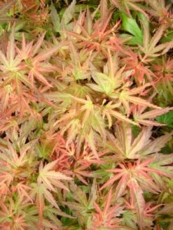 Japanse Esdoorn (Acer Palmatum 'Wilson's Pink Dwarf') -Planten Verkoopwinkel acer palm. wilson s pink dwarf c3 3