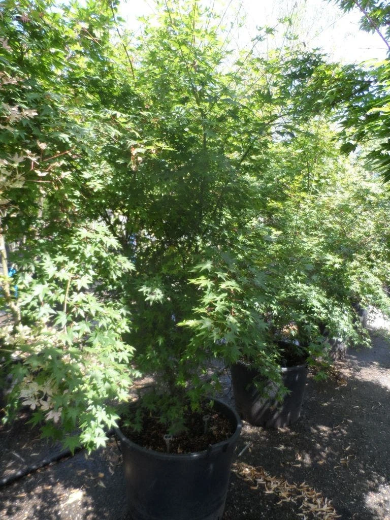 Japanse Esdoorn (Acer Palmatum) 12 Japanse Esdoorn (Acer Palmatum) - Afbeelding 10